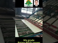 Whole Size of Rotary Birch Veneer Thickness 0.5mm size 2600*1300mm for mix grade