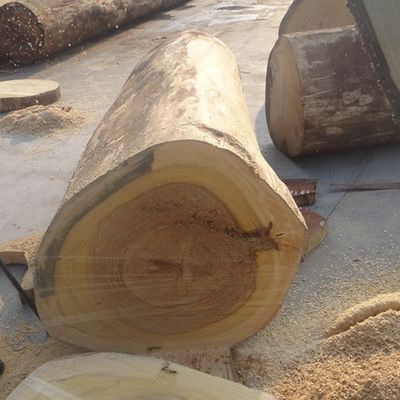Recon Ash Wood Veneer Sheets Yellow Color Quarter Cut WA-H5061Q For Doors / Windws