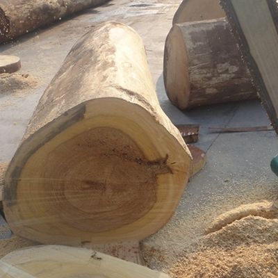 Exotic Engineered Maple Figured Wood Veneer X6223 Irregular Texture Dyed Grey Color Good Supply Capacity From China