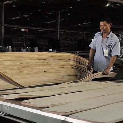 Decoration Natural Walnut Wood Veneer Excellent Burl Grain For High Class Furniture Making FSC China Manufacturer
