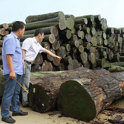 Man Made Wood Veneer Golden Maple Burl 640-1280mm G.MB-X8008 Fleeced Back For Car Interior
