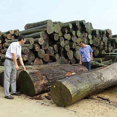 Man Made Wood Veneer Golden Maple Burl 640-1280mm G.MB-X8008 Fleeced Back For Car Interior
