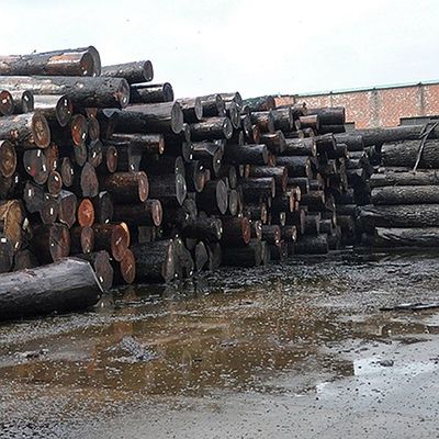Decoration Natural Walnut Wood Veneer Excellent Burl Grain For High Class Furniture Making FSC China Manufacturer