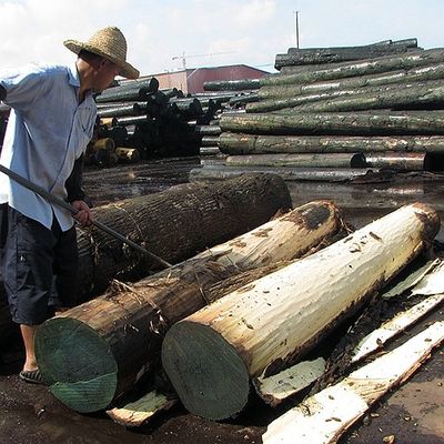 Natural White Poplar Wood Veneer Size 2440*1220mm Thickness 0.4mm For Furniture Project Decoration