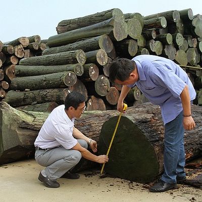 Natural Koto Wood Veneer Quarter Cut Special Straight Pearl Grain Good Supply Capacity For Dyeing Process