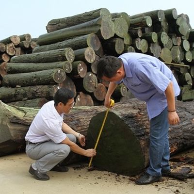 High-End Recon Wood Veneer Green Wenge G.WG-X5333 Straight Grain Green Color For Wall Paper 2500-3100mm China Factory