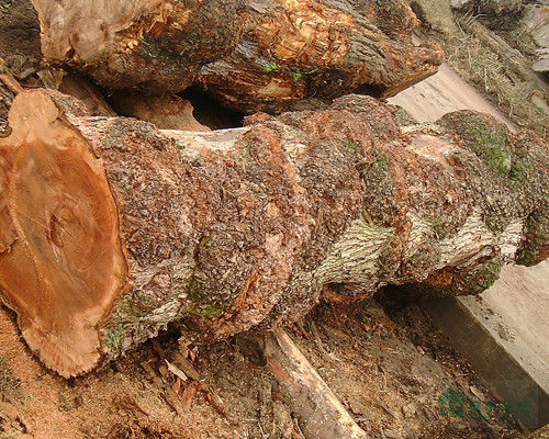 Solid Wood American Elm Sheets Grade A For Quarter Cut Crown Grain Natural Color For Door Face 3200mm Up